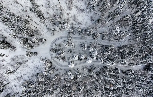 Winter, road, forest