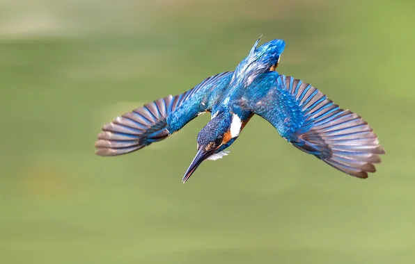 Picture flight, bird, wings, drop, Kingfisher