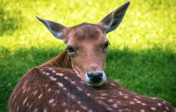 Picture grass, look, deer, fawn, white-tailed