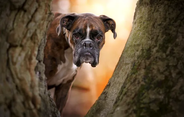 Look, face, tree, dog, Boxer