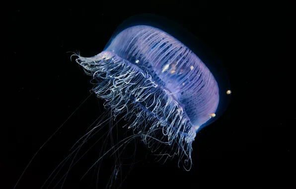 Sea, water, macro, Medusa, hairs, transparent, tentacles, black background