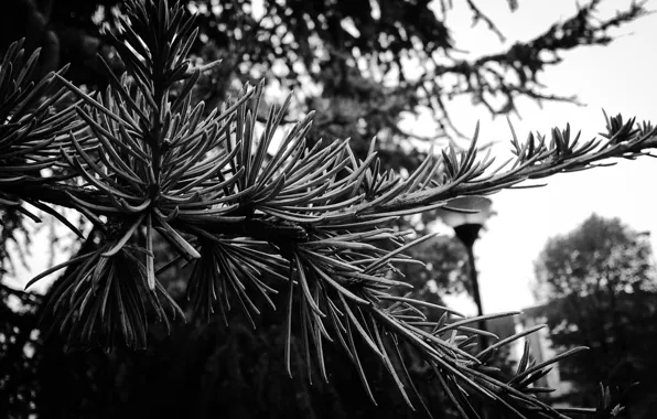 White, black, tree, fir tree