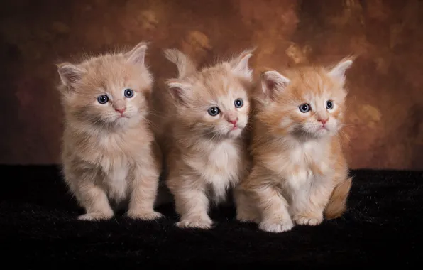 Look, cats, pose, the dark background, kitty, kittens, three, fur