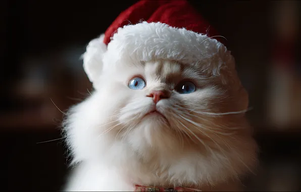 Cat, white, look, pose, kitty, portrait, fluffy, Christmas