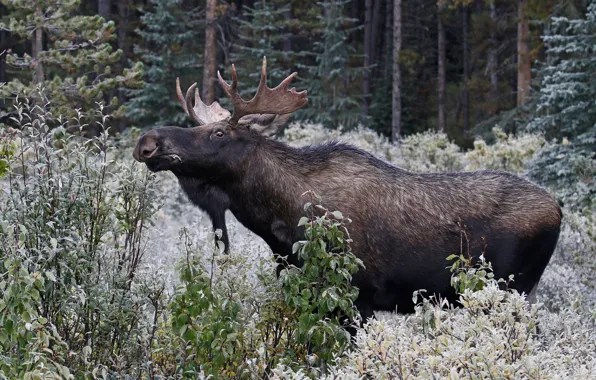 Forest, nature, horns, moose