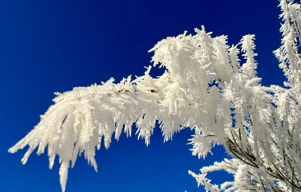 Frost, macro, snow, plant