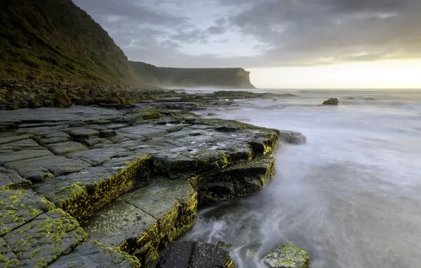 Picture sea, algae, stones, open, moss, stones