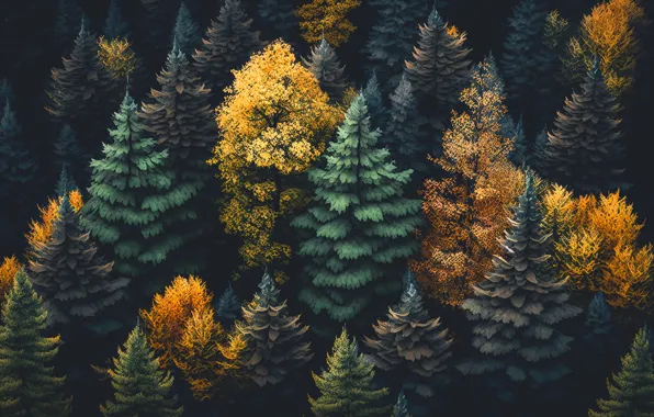 Picture autumn, forest, landscape, colorful, dark, forest, trees, landscape