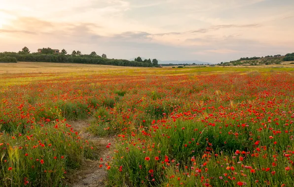 Field, summer, the sky, flowers, nature, view, Maki, dal