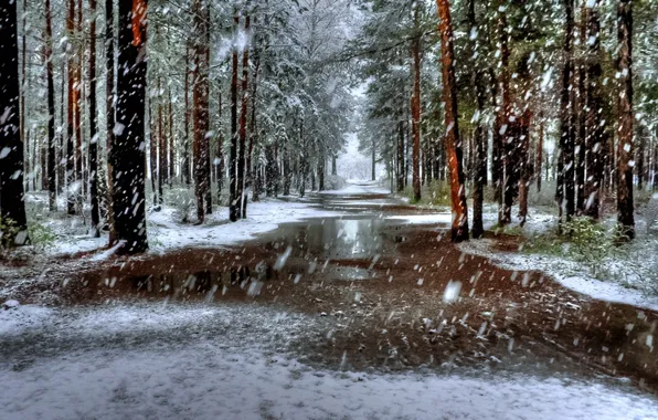 Winter, snow, trees, landscape, nature
