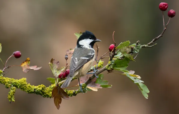 Picture leaves, branches, berries, background, bird, moss, fruit, titmouse
