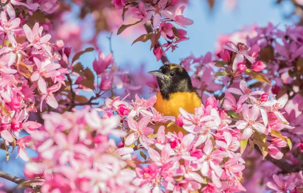 Picture light, flowers, branches, bird, spring, pink, flowering, yellow