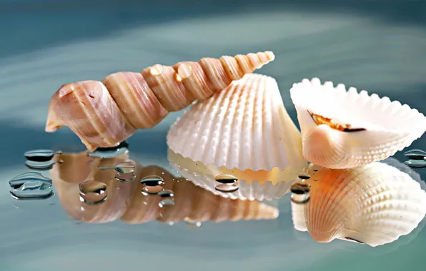 Picture drops, macro, reflection, background, shell