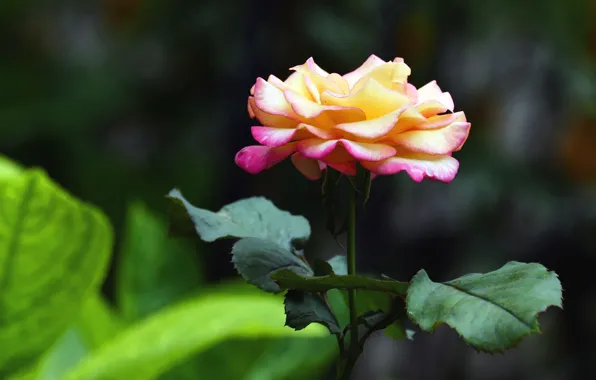Leaves, flowers, yellow, the dark background, background, roses, stem, buds