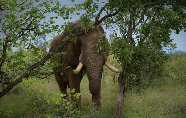Picture grass, trees, nature, elephant, tusks