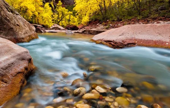 Trees, nature, river, stones, rocks, Utah, USA, National Park