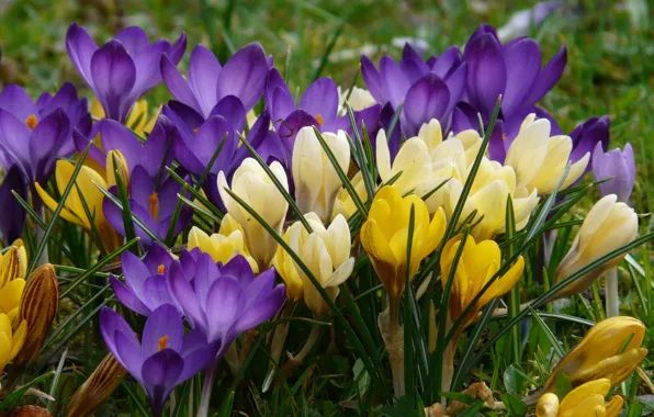 Picture purple, grass, flowers, yellow, glade, spring, crocuses, lilac