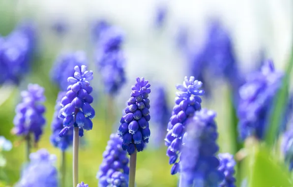 Flowers, spring, blur