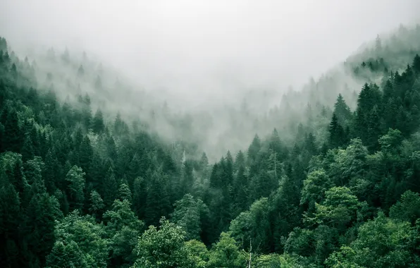 Picture forest, fog, Georgia, Adjara