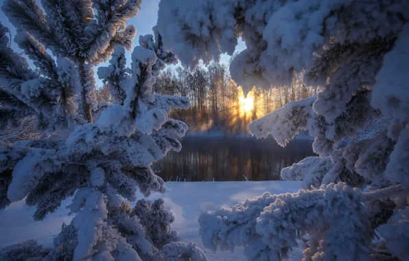 Winter, the sun, snow, river, tree, Altay