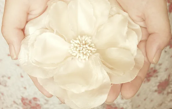 White, flower, decoration