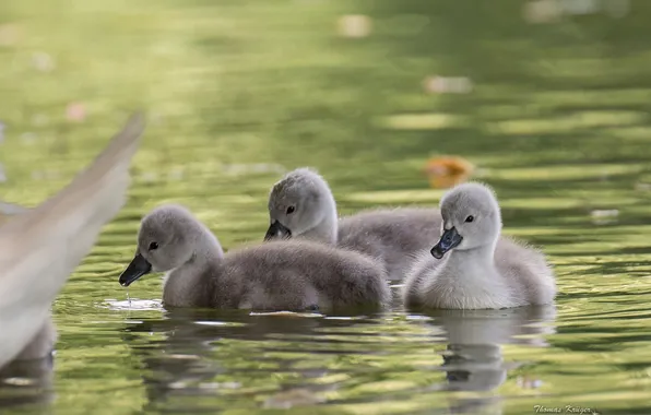 Water, swans, Chicks