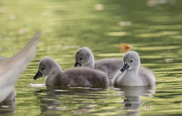 Picture water, swans, Chicks