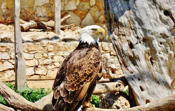 Picture bird, sitting, looks, bald eagle