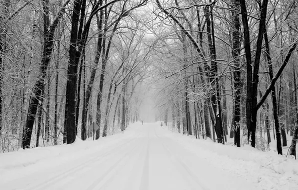 Picture winter, road, forest, snow, trees