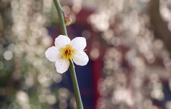 Picture flower, macro, glare, branch, White, petals, blur, Bud