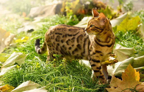In the grass, maple leaves, Bengal cat