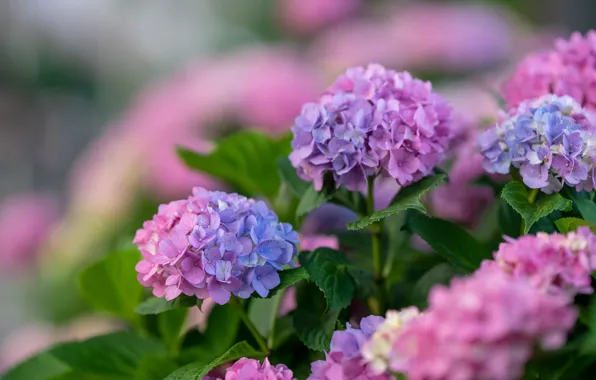 Picture macro, pink, the bushes, hydrangea