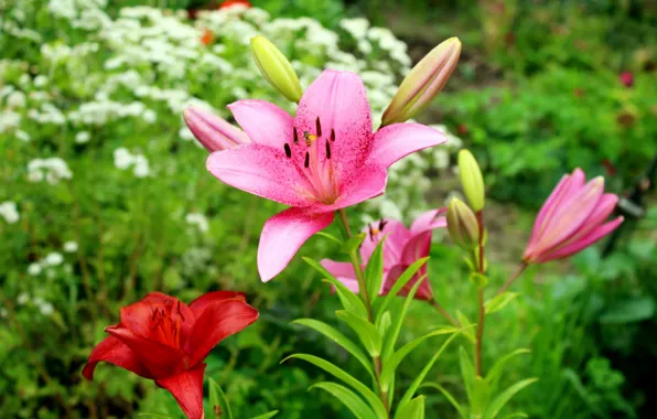 Picture photo, Flowers, Pink, Lily