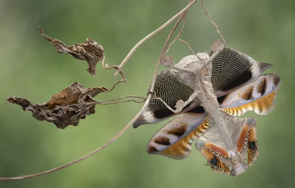 Leaves, macro, pose, pattern, branch, mantis, insect, wings