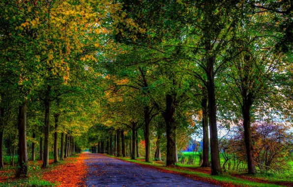 Road, autumn, forest, leaves, trees, nature, colors, colorful