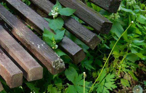 Bench, Park, widescreen, Wallpaper, shop, wallpaper, dandelions, flowering