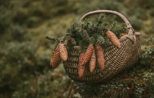 Picture branches, nature, basket, needles, bumps, pine