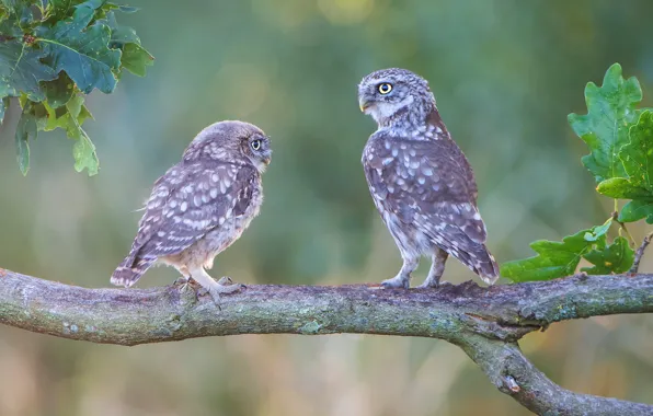 Picture branches, background, owl, bird, two, a couple, owl, two birds