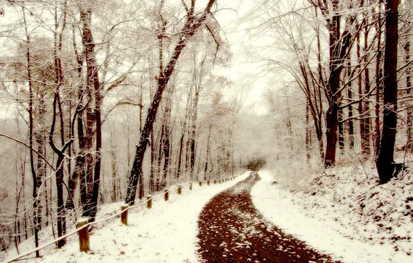 Picture winter, snow, walk, path