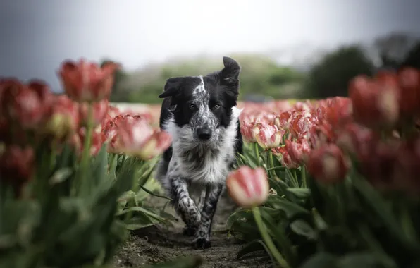 Flowers, each, dog