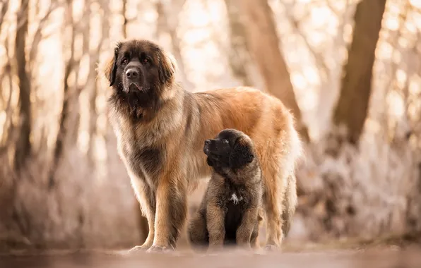 Dogs, nature, friends
