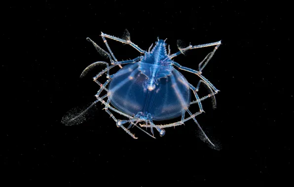 Sea, water, macro, blue, legs, glow, depth, black background