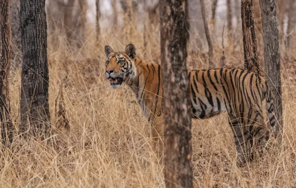 Picture autumn, forest, trees, branches, tiger, walk