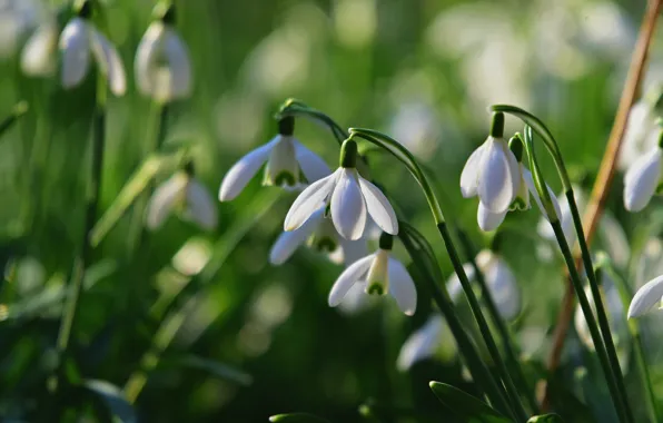 Picture greens, light, flowers, glade, blur, spring, snowdrops, white