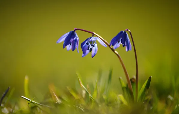 Picture purple, grass, flowers, green background, stems, lilac, Scilla