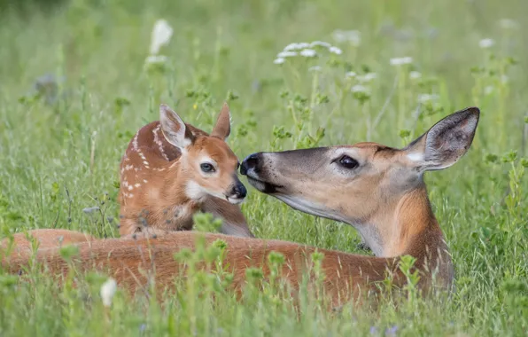 Picture USA, White, animal, deer, wildlife, Montana, tailed, doe and newborn fawn