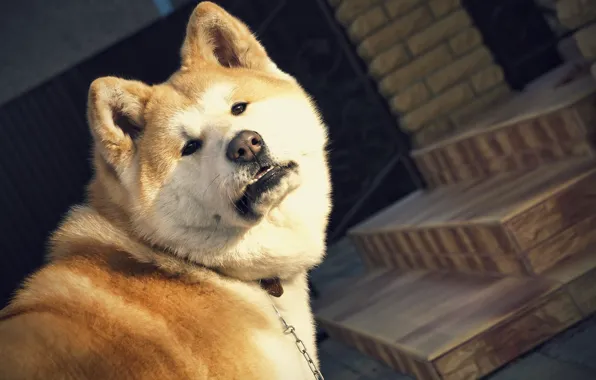 Picture animal, different, Akita inu