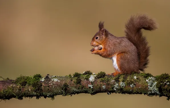 Branches, protein, red, bitches