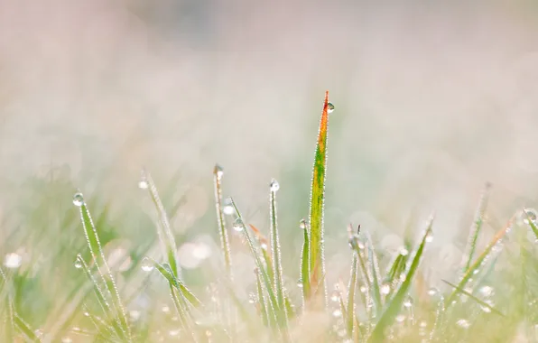 Grass, macro, dewdrops