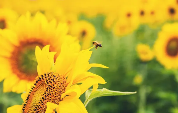 Picture greens, flower, flowers, nature, bee, sunflower, yellow, blur